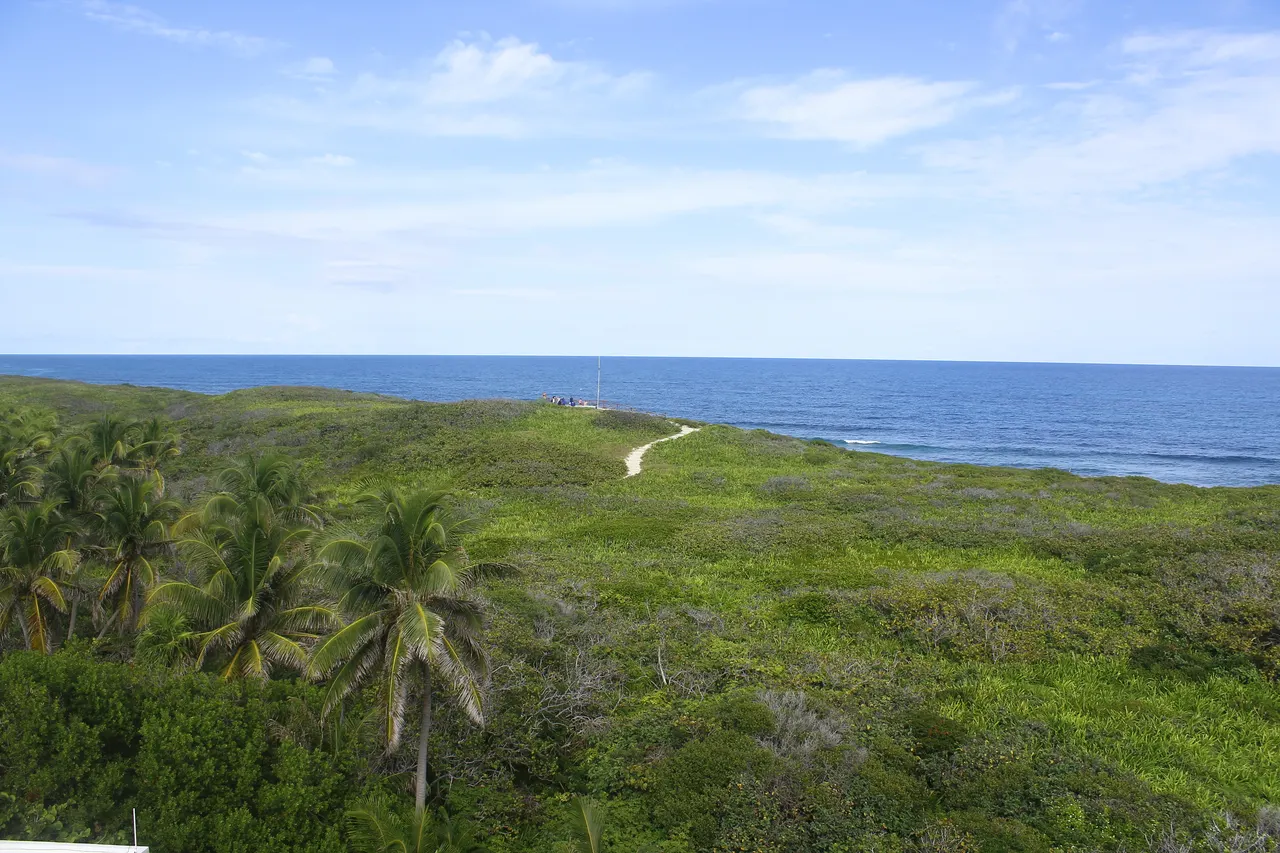 Vista aérea de Isla Contoy mostrando su paisaje natural intacto con densa vegetación de selva baja, palmeras y manglar frente al mar azul caribeño. Un sendero blanco atraviesa la isla y se vislumbra una pequeña estructura en la distancia, capturando la naturaleza virgen y pristina del destino.