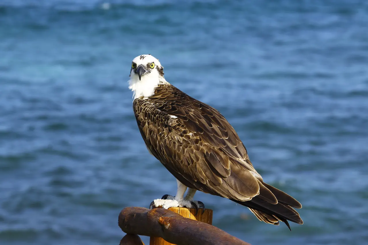 Águila calva majestuosa posada sobre una estaca de madera en el mar, con plumaje blanco y marrón característico y ojos amarillos intensos. Al fondo, aguas turquesas del Caribe en movimiento. Imagen que captura la vida marina y fauna natural de la región.