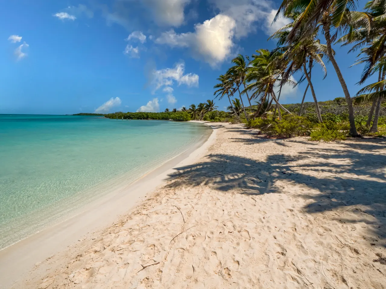 Paisaje pristino de Isla Contoy mostrando una playa de arena blanca bordeada por palmeras coconeras, con aguas turquesas cristalinas y cielo azul despejado. La naturaleza virgen y el ambiente tranquilo representan el destino natural que visitan los tours de Cancun Sailing.