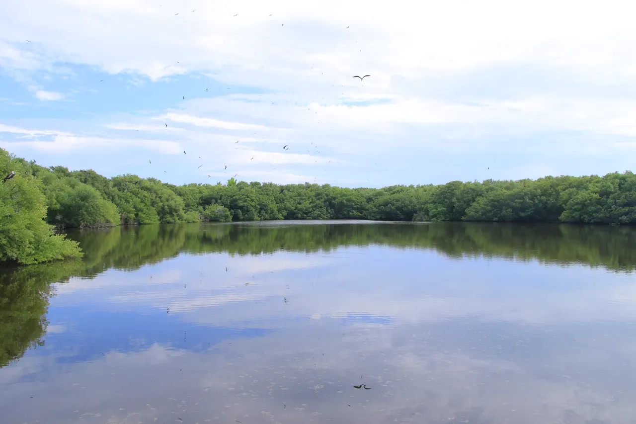 Vista panorámica de las aguas tranquilas y espejo de Isla Contoy rodeadas de densa vegetación de manglar verde. El cielo despejado refleja en el agua cristalina, con aves volando sobre el paisaje natural intacto. Imagen que captura la belleza prístina y la biodiversidad de la reserva natural.