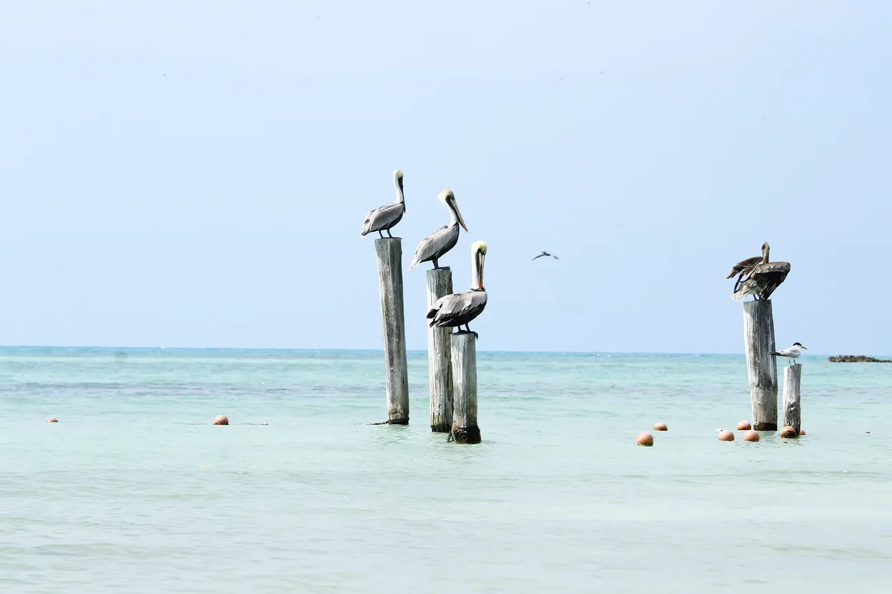 Grupo de pelícanos descansando sobre postes de madera sumergidos en aguas cristalinas de color turquesa caribeño. La escena captura la fauna silvestre característica de la región, con aves en su hábitat natural bajo un cielo despejado.