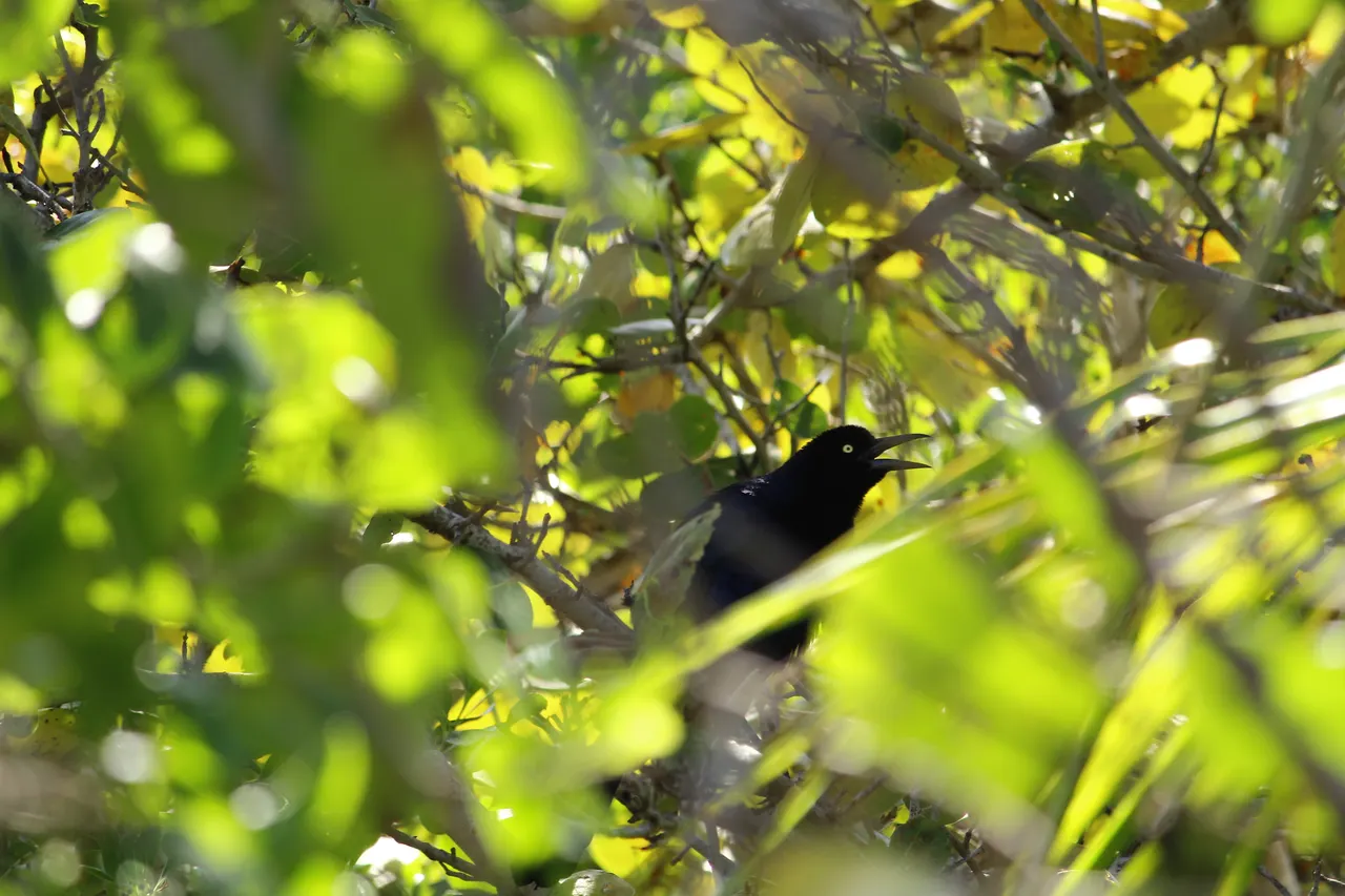 Pequeño ave de plumaje negro posada entre ramas y follaje verde brillante, fotografiada en su hábitat natural. La iluminación cenital resalta los tonos vibrantes de la vegetación tropical, capturando la biodiversidad silvestre de Isla Contoy.
