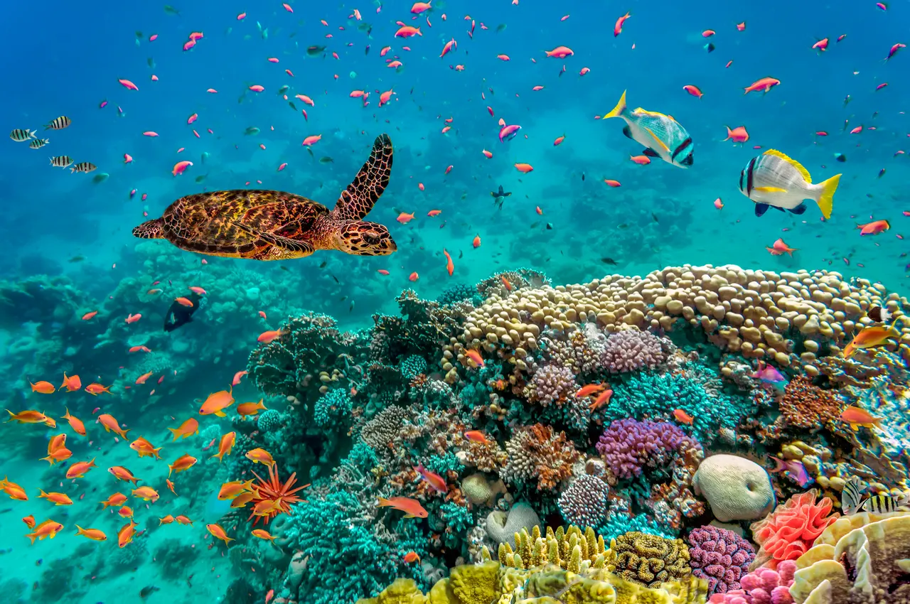 Una tortuga marina nada gracefully entre un arrecife de coral vibrante lleno de peces tropicales de colores brillantes. El agua turquesa del Caribe brilla bajo la luz natural, revelando la biodiversidad marina con corales en tonos amarillos, púrpuras, naranjas y verdes. Una escena de naturaleza marina intacta y exclusiva.