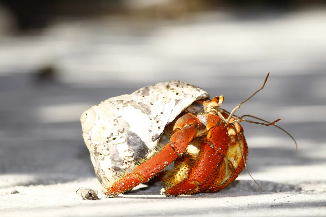 Primer plano de un cangrejo ermitaño rojo y dorado sobre la arena blanca de una playa caribeña, portando su caracol protector. Imagen captura la fauna silvestre y biodiversidad marina característica de las islas.