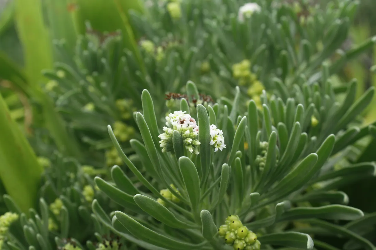 Detalle macro de vegetación natural de Isla Contoy con flores blancas delicadas rodeadas de follaje verde intenso. Captura íntima de la biodiversidad y naturaleza virgen de la isla, ideal para transmitir la belleza ecológica del destino.